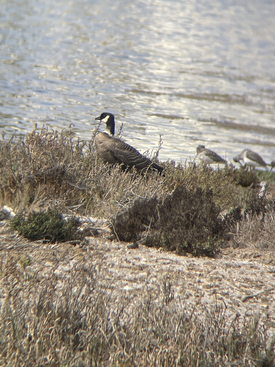 Cackling Goose - ML646619365