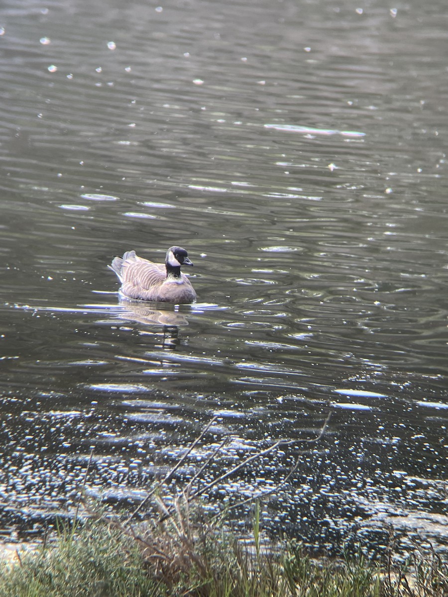 Cackling Goose - ML646619366