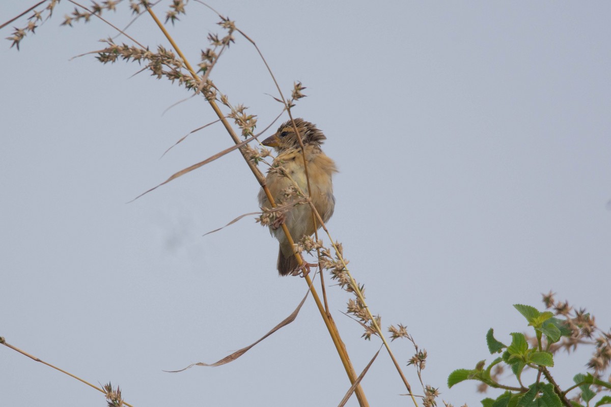 snovač indomalajský - ML646619371