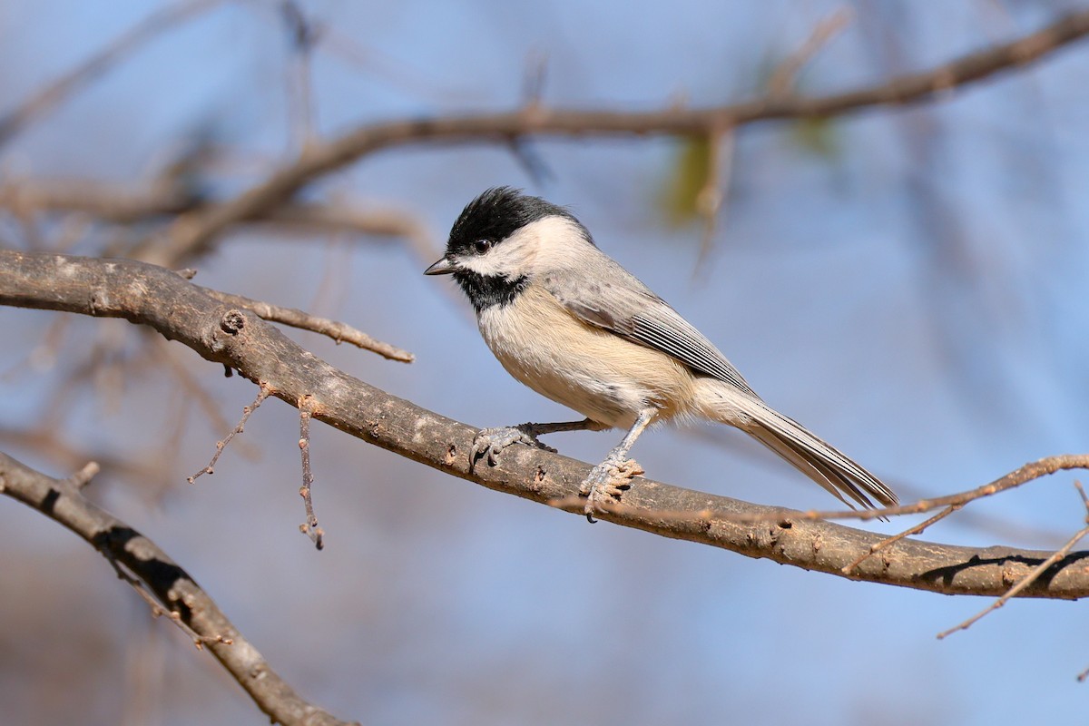 Carolina Chickadee - ML646619372