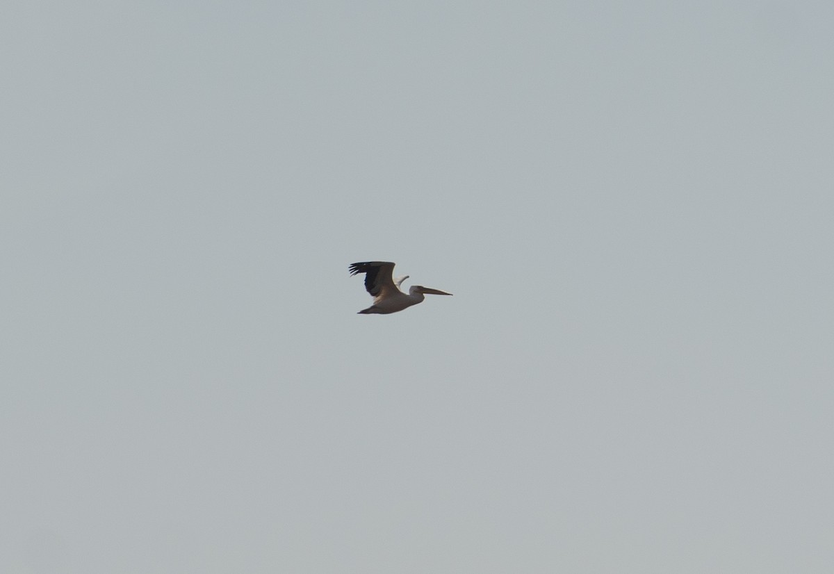 Great White Pelican - ML646619373