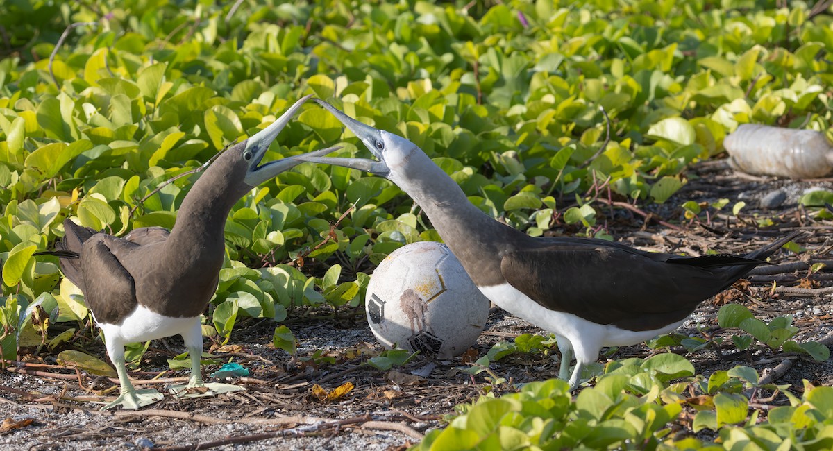 terej kokosový (ssp. brewsteri) - ML646619374