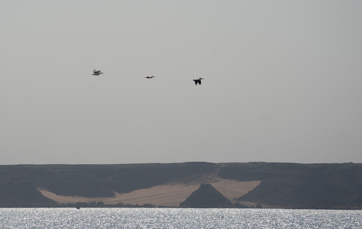 Great White Pelican - ML646619375