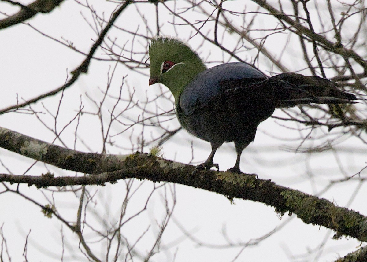 Knysna Turaco (Northern) - ML646619377