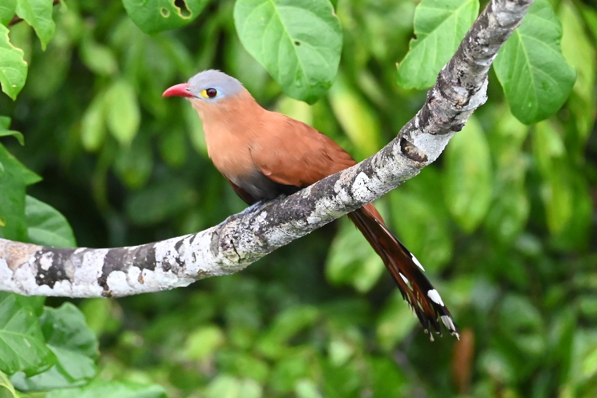 Black-bellied Cuckoo - ML646619379