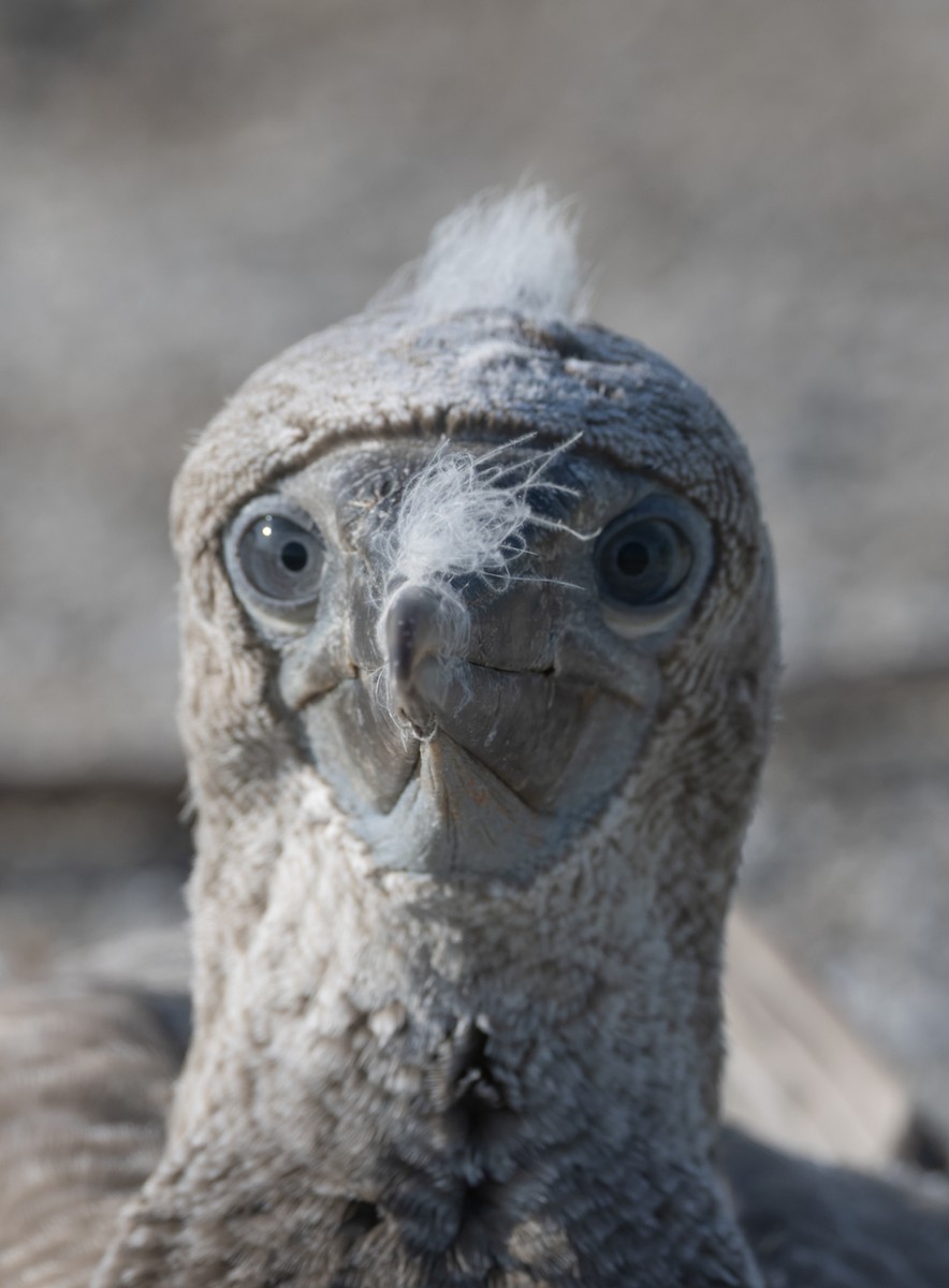 terej kokosový (ssp. brewsteri) - ML646619382