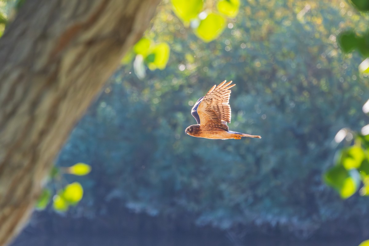 Northern Harrier - ML646619384