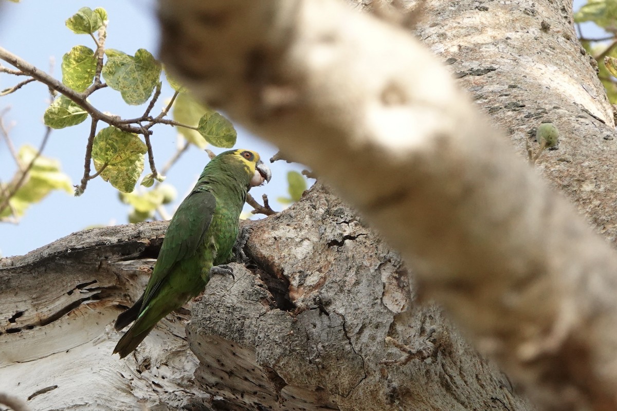 gulmaskepapegøye - ML646619387