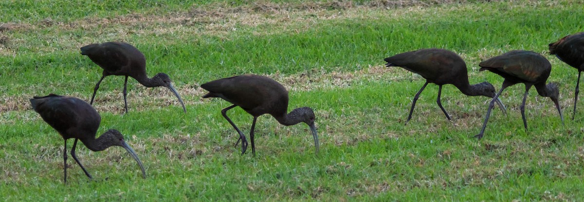 Beltzaran musuzuria - ML646619388