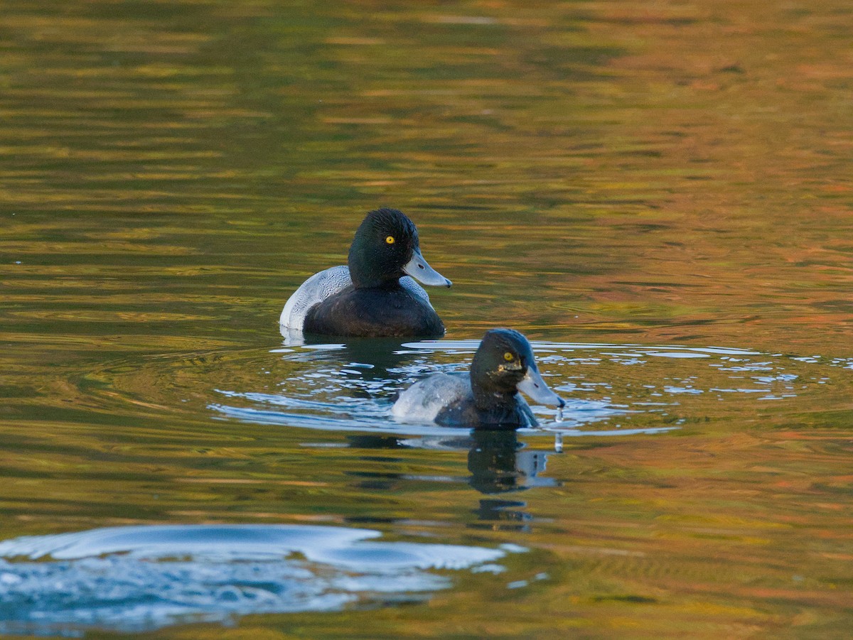 小斑背潛鴨 - ML646619398