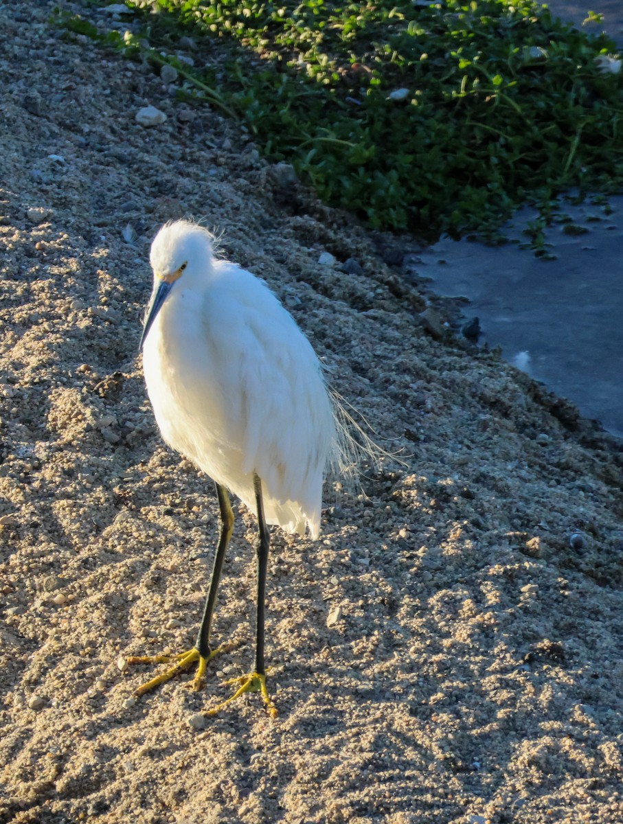Snowy Egret - ML646619399