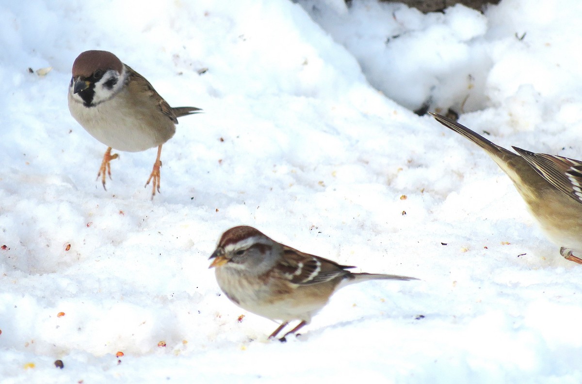 Ağaç Serçesi - ML646619400