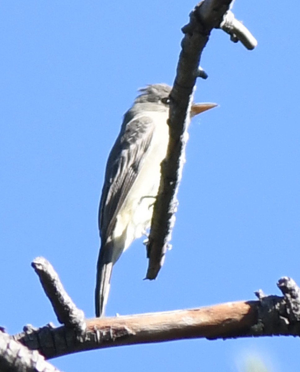 Піві великий - ML646619402