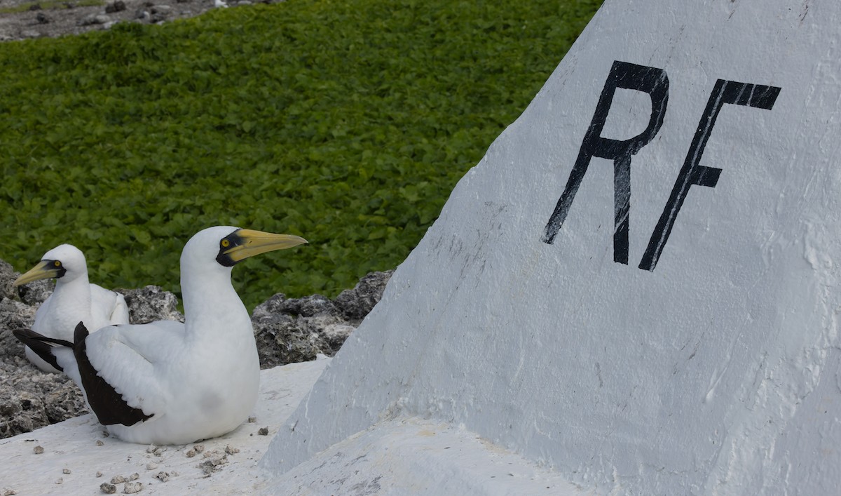 terej maskový - ML646619403