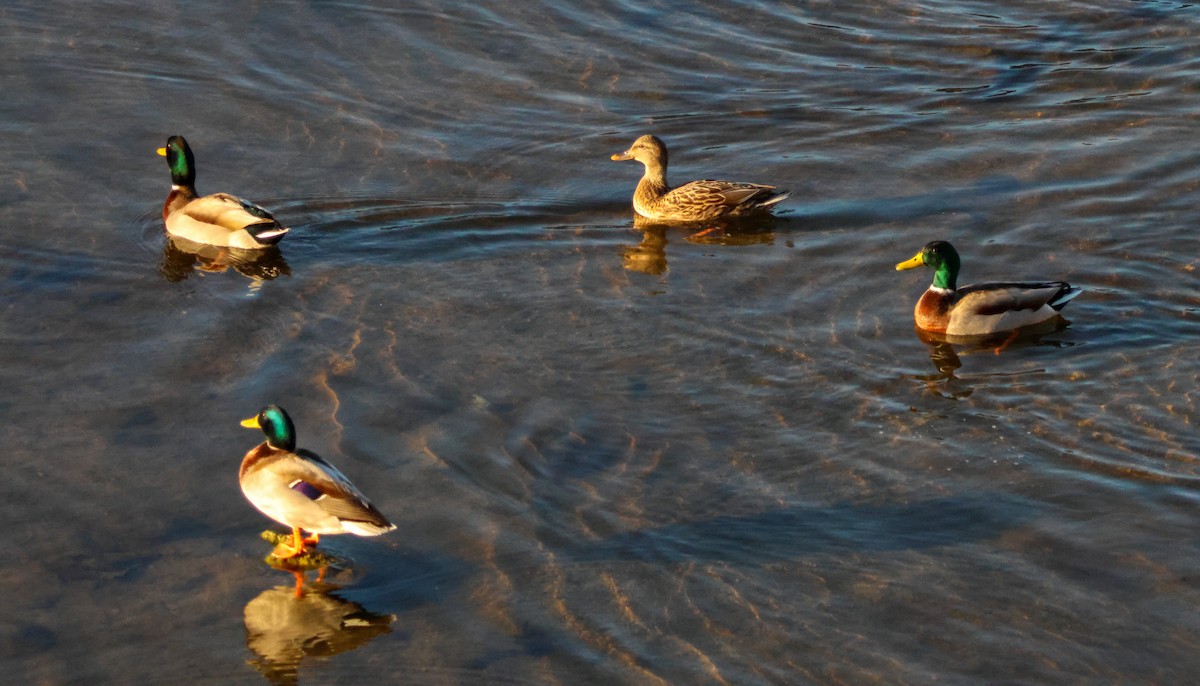 Germano reale - ML646619404