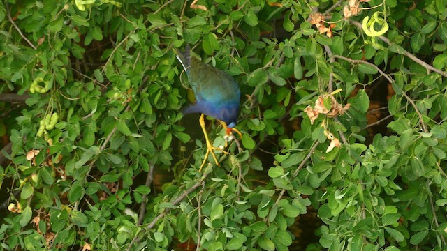 Султанка американська - ML646619405