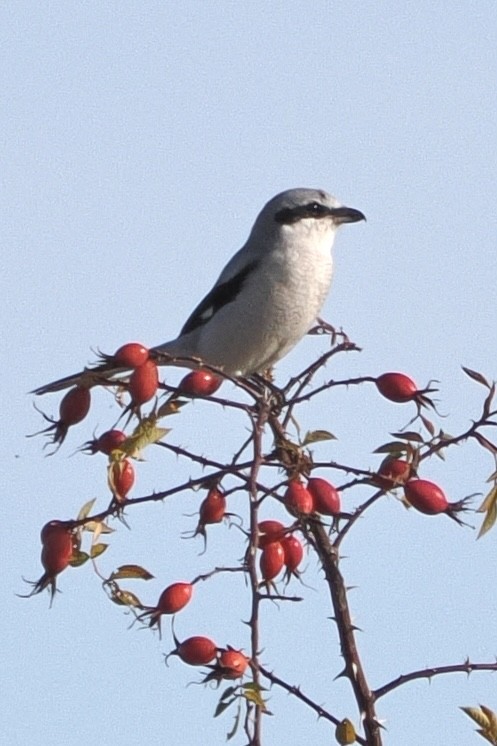 Great Gray Shrike - ML646619407