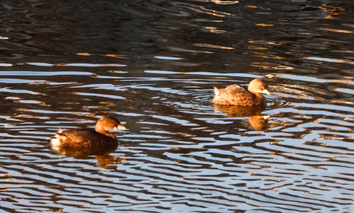 Pied-billed Grebe - ML646619408