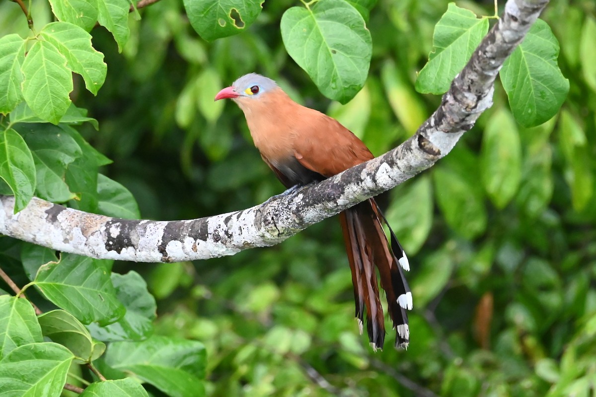 Black-bellied Cuckoo - ML646619411