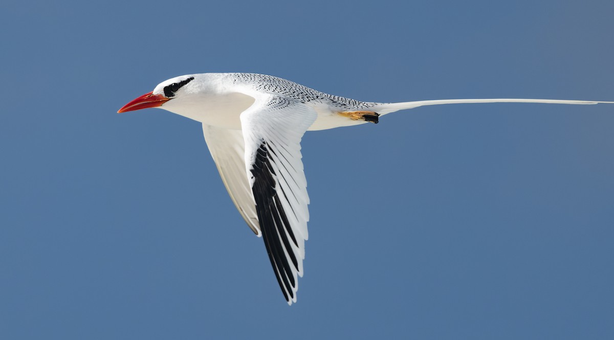 faeton vlnkovaný - ML646619415