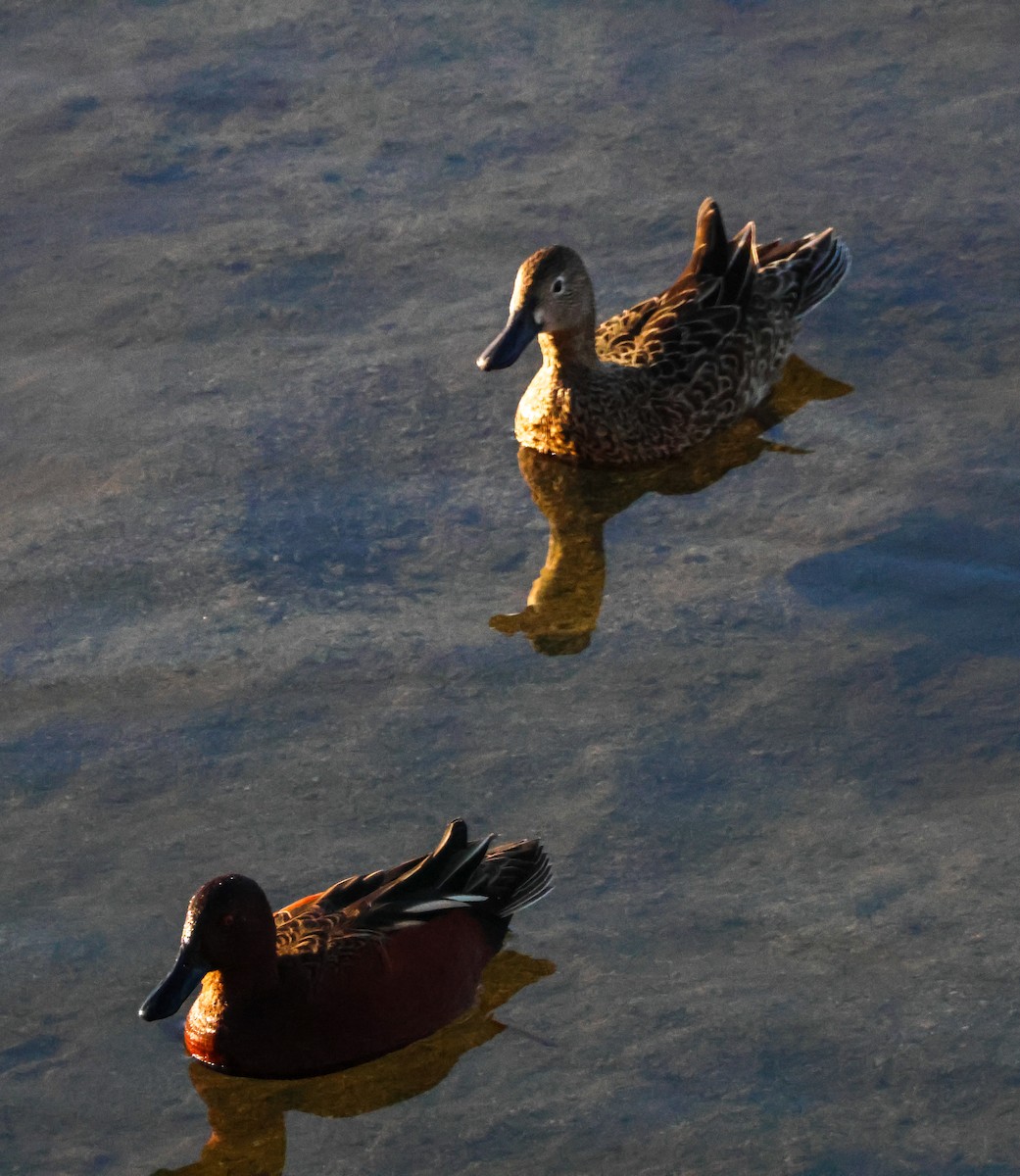 Alzavola cannella - ML646619416