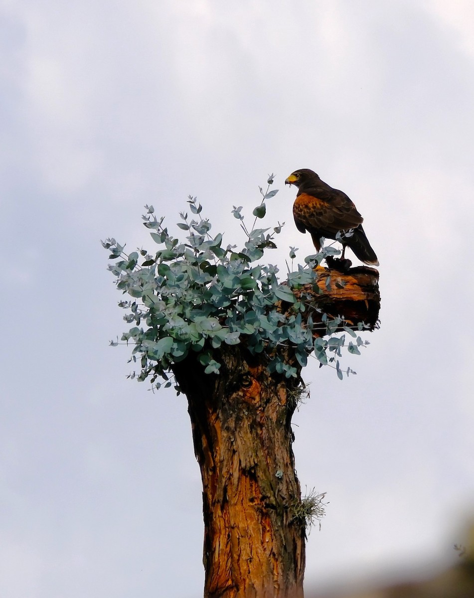 Harris's Hawk - ML646619419