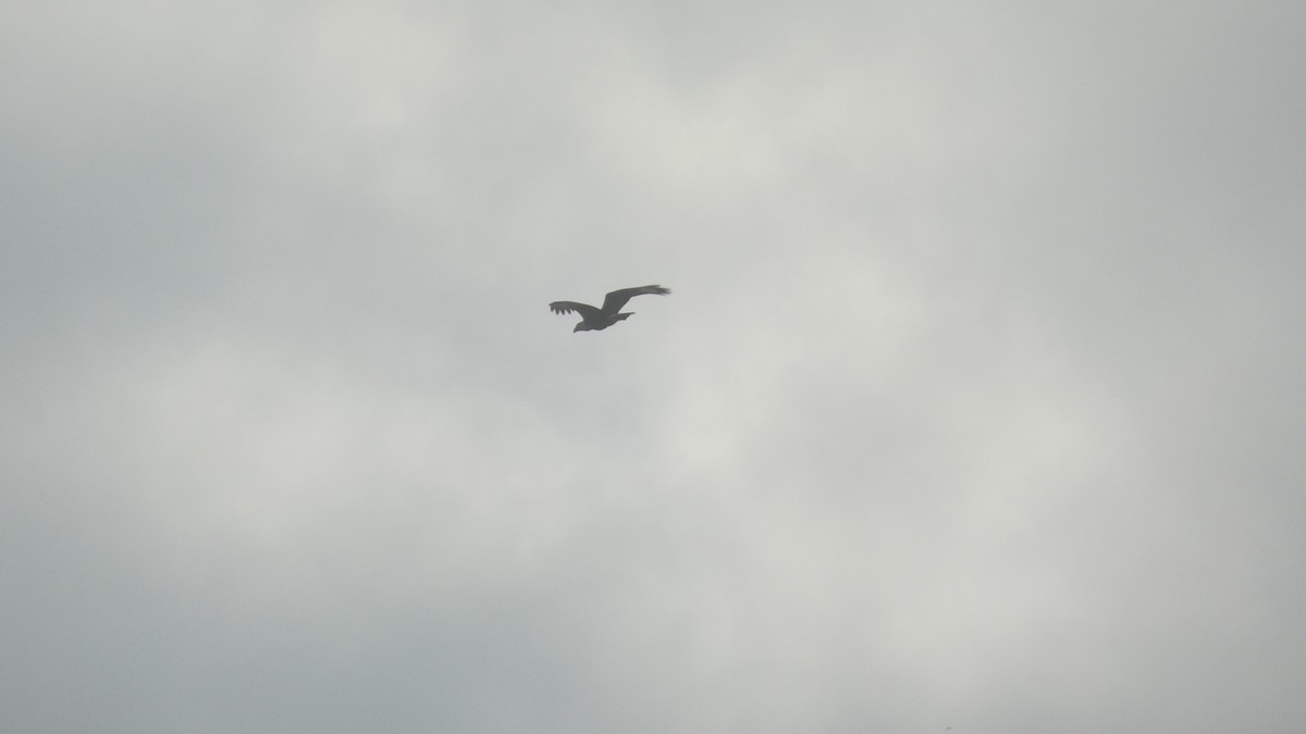 pták sp. - ML646619420