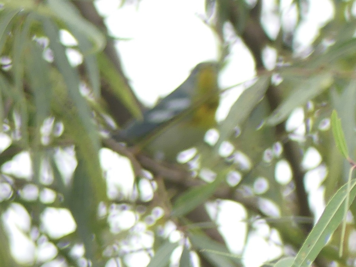 Meisenwaldsänger - ML646619421