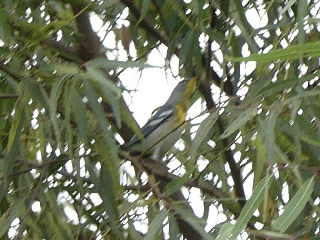 Meisenwaldsänger - ML646619422