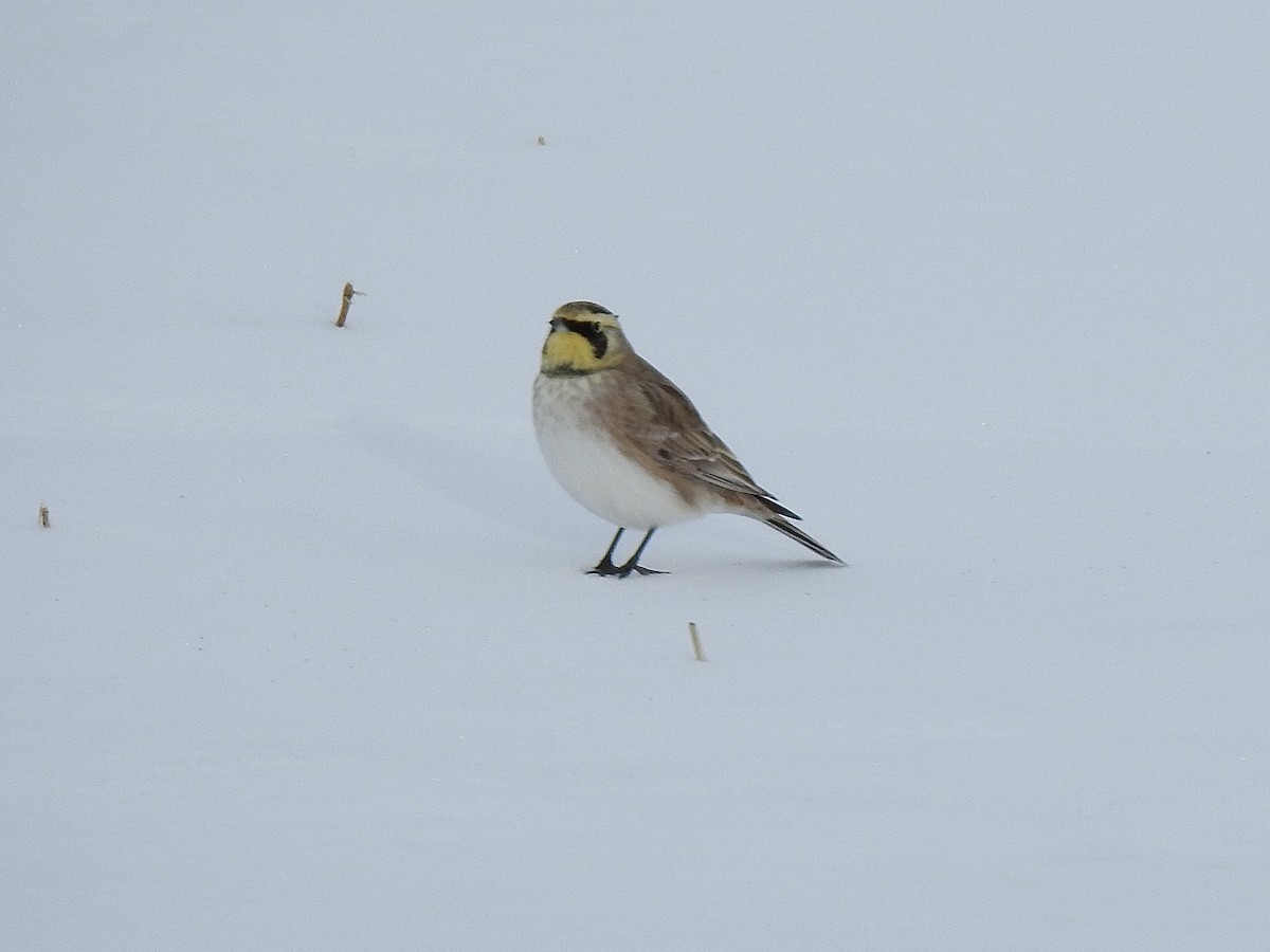 Horned Lark - ML646619426
