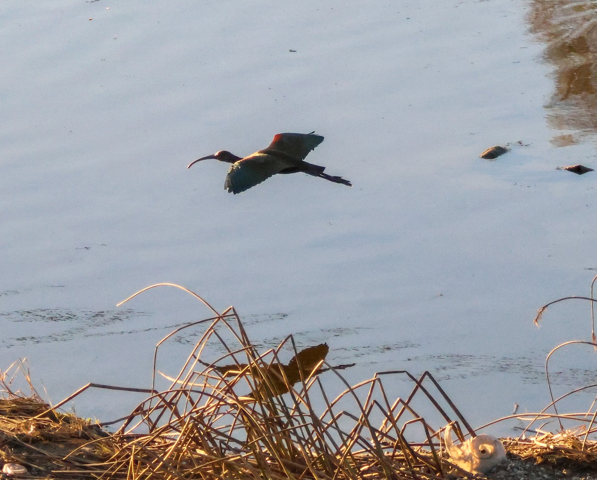 Beltzaran musuzuria - ML646619427