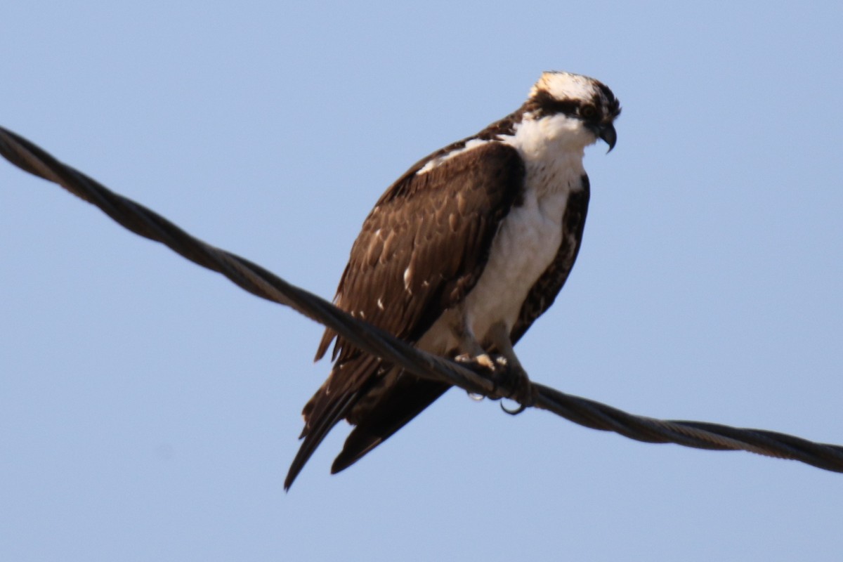 Osprey (American) - ML646619428