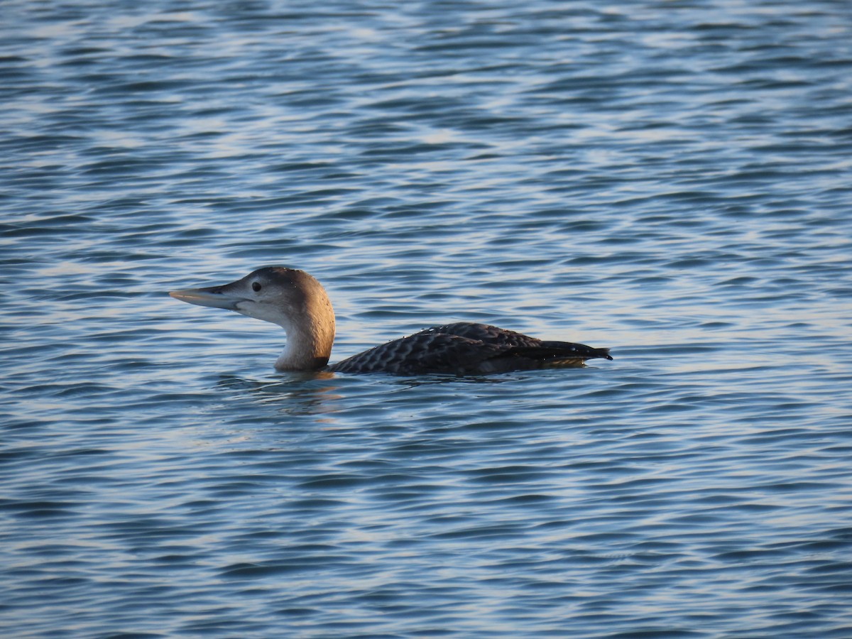 Strolaga beccogiallo - ML646619430