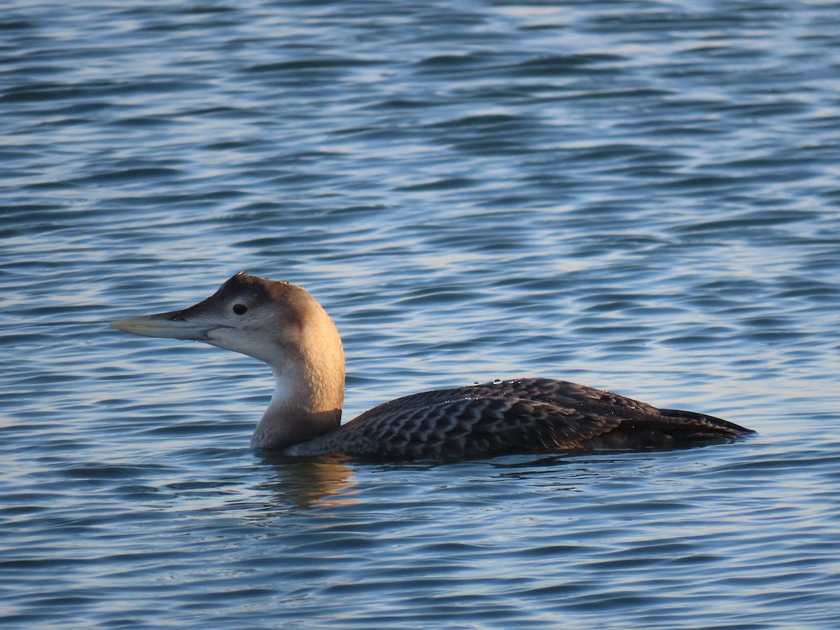 Strolaga beccogiallo - ML646619431