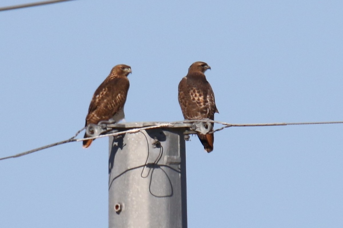 Red-tailed Hawk - ML646619435
