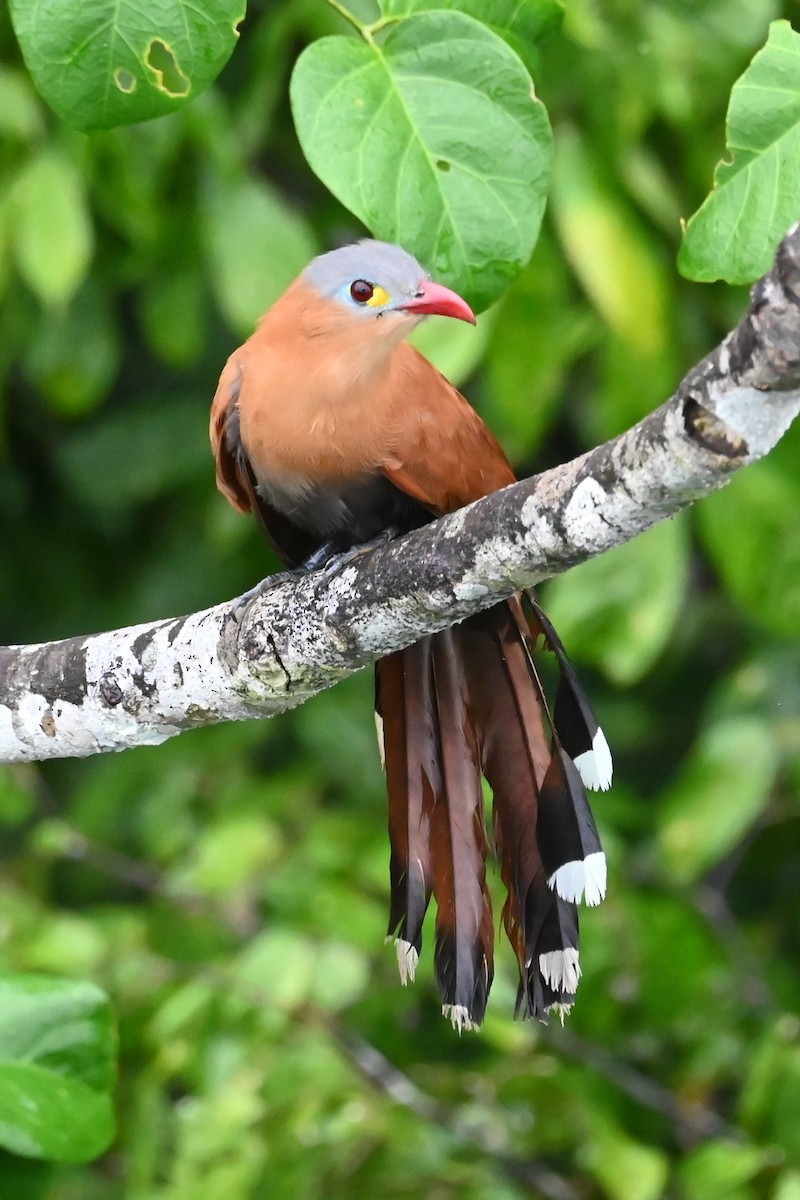 Black-bellied Cuckoo - ML646619436