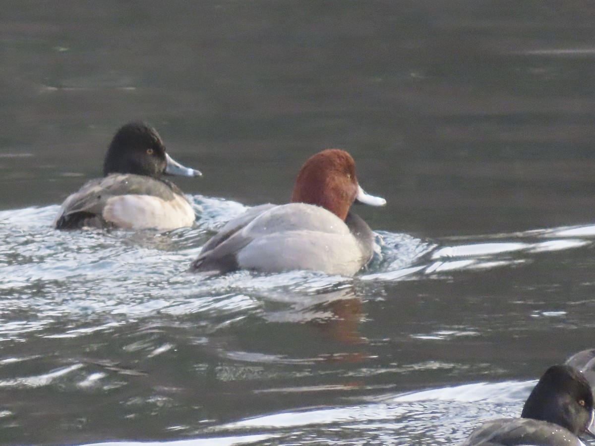 Rotkopfente - ML646619437