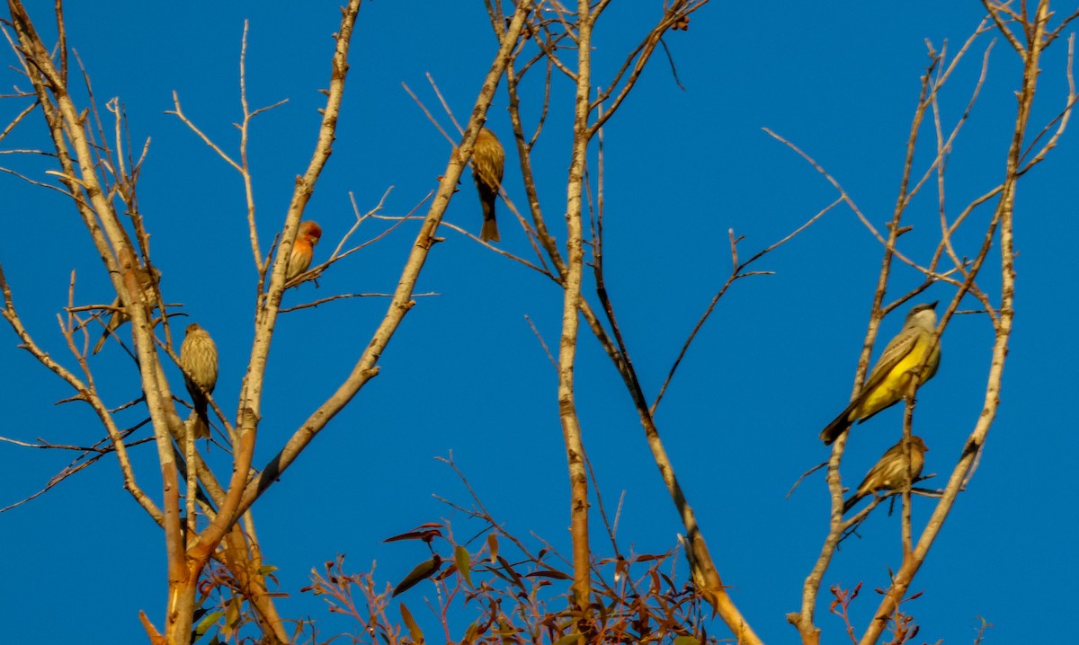 Cassin's Kingbird - ML646619438