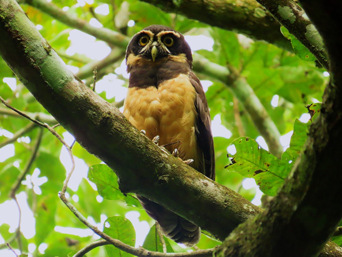 Brillenkauz - ML646619439