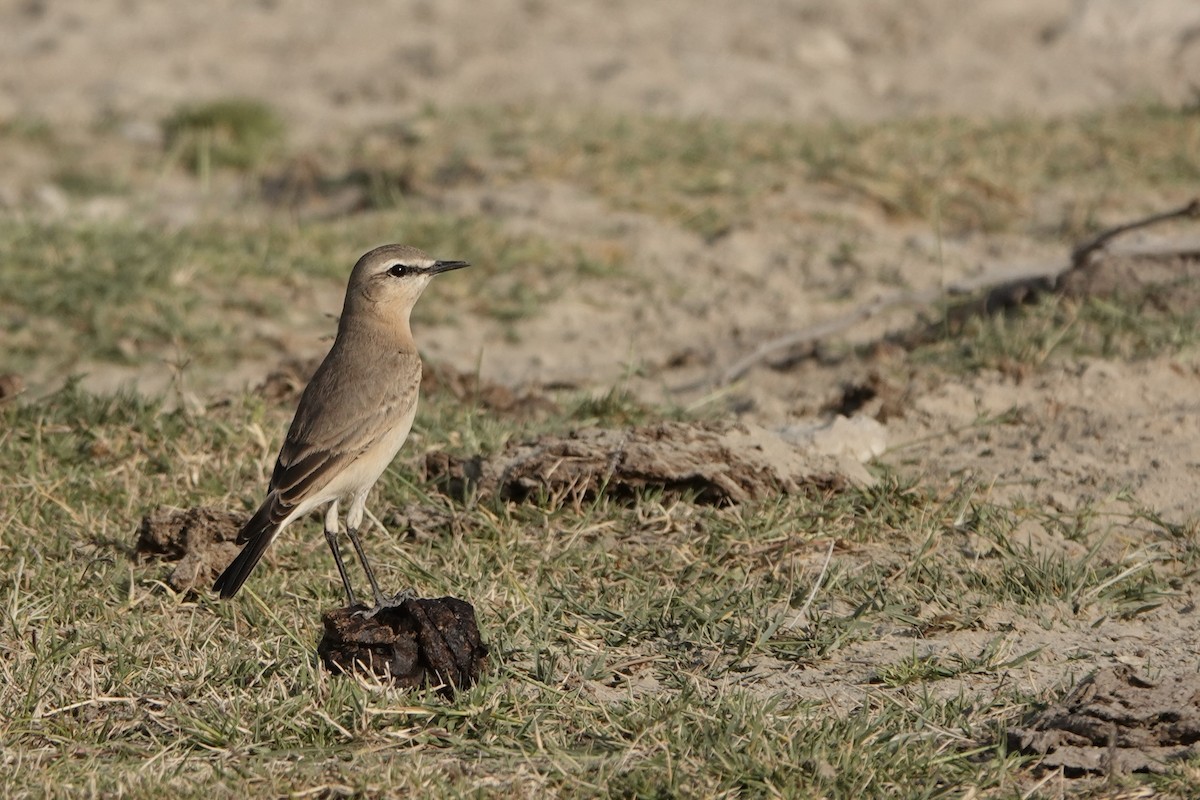 isabellasteinskvett - ML646619440