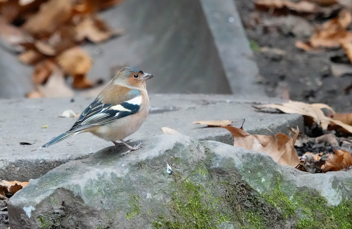 ズアオアトリ - ML646619443