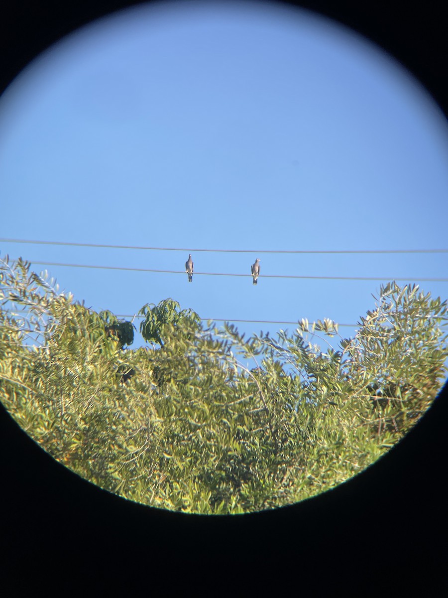 Band-tailed Pigeon - ML646619444