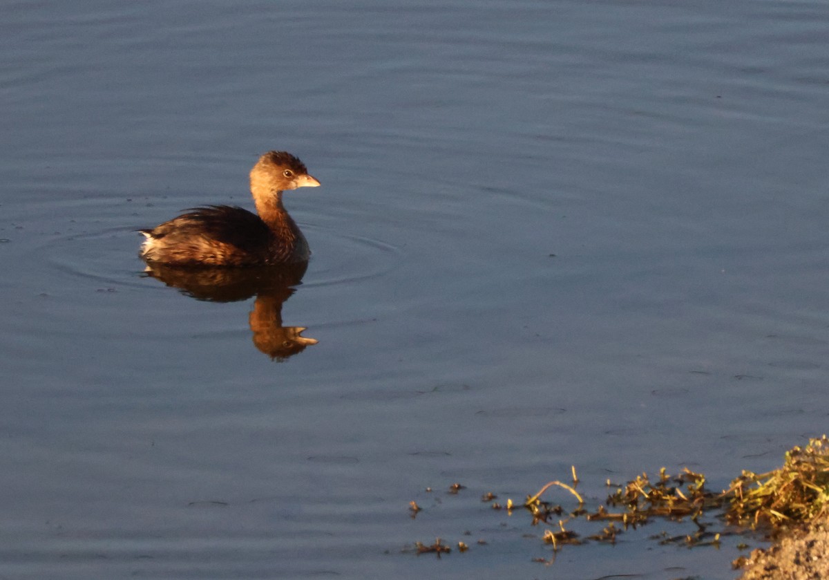 Pied-billed Grebe - ML646619447