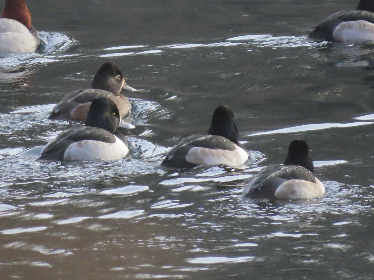 Ringschnabelente - ML646619448