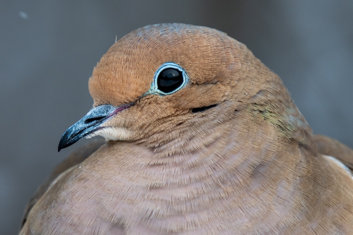 hrdlička karolínská - ML646619449