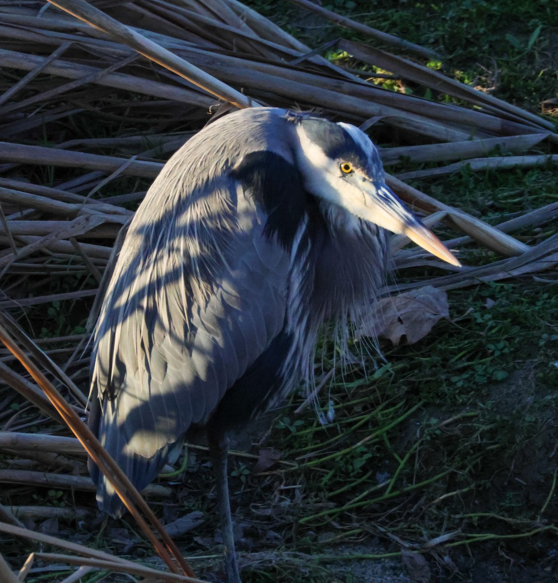 Great Blue Heron - ML646619450