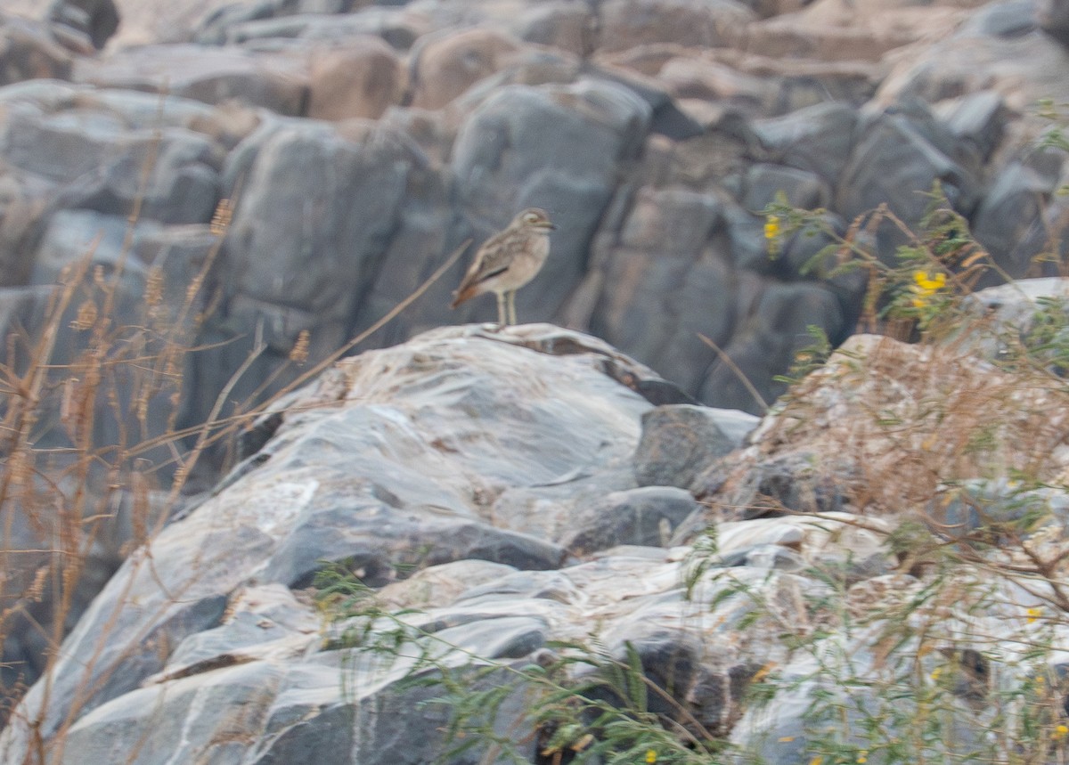 Senegal Thick-knee - ML646619451