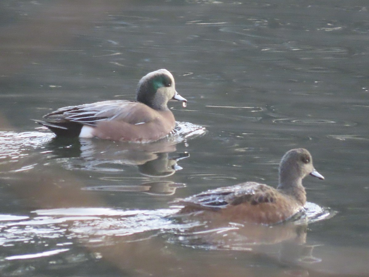 Kanadapfeifente - ML646619453