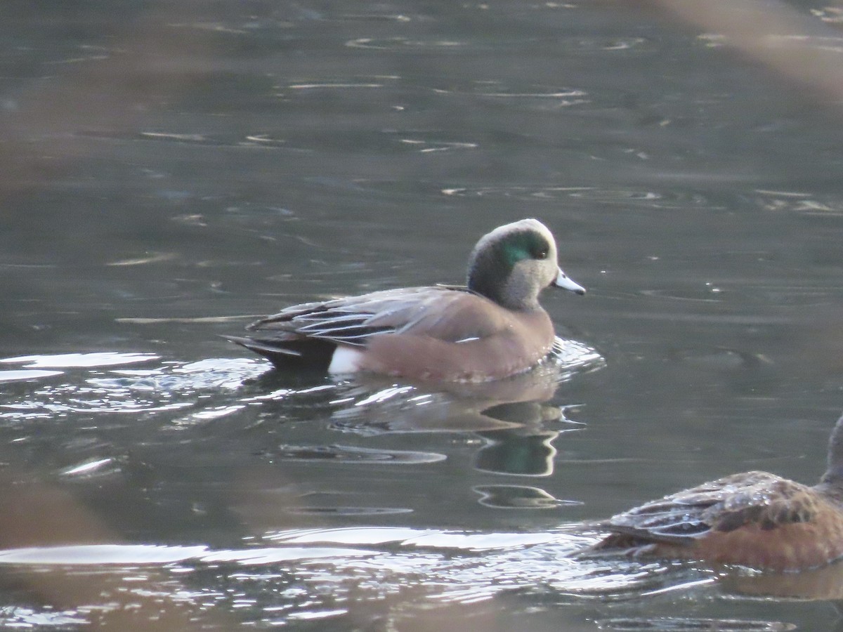 Kanadapfeifente - ML646619454