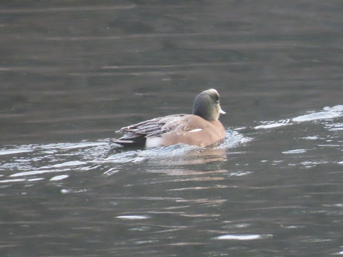 Kanadapfeifente - ML646619457